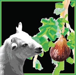 FatGoatFarm2.jpg